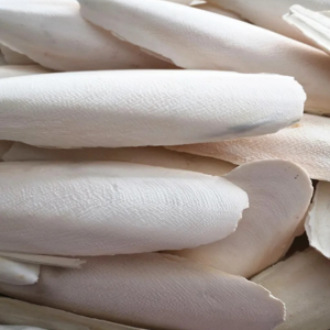 Cuttlefish Bone